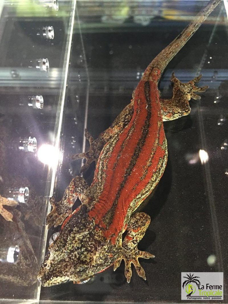 [Voyage] National Reptile Breeders Expo, Daytona Beach, Floride
